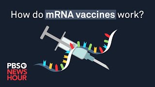 How do mRNA COVID19 vaccines work [upl. by Greg]