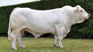 Charolais bulls [upl. by Lea]