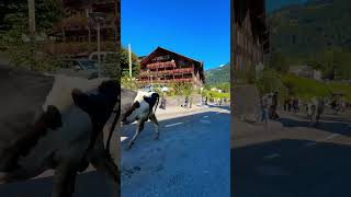 Lauterbrunnen Switzerland cow parade 2024 switzerlandtravelguide relaxing mountains nature cow [upl. by Feilak]