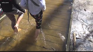 Congaree National Park a bit under water [upl. by Eruot]