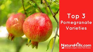 Top 3 Pomegranate Varieties  NatureHillscom [upl. by Ronacin]