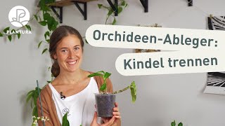 Orchideen vermehren Selbst Ableger abtrennen Anleitung [upl. by Naujahs]