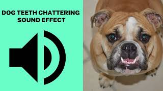 Dog Teeth chattering Sound Effect [upl. by Thomey260]