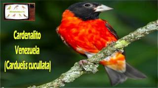 Canto Cardenalito Venezuela  Spinus cucullata  Carduelis cucullata [upl. by Darcie]