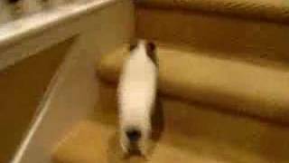 Guinea Pig Runs Up Stairs [upl. by Nyvar]