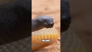 The Worlds Most Venomous Snake The inland taipan  wildlife wonders [upl. by Ezra]