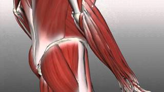 Forearm Muscles Part 2  Posterior Extensor Compartment  Anatomy Tutorial [upl. by Asselem]