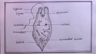 how to draw euglena easy step by stepeuglena drawing [upl. by Barren]