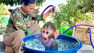 Monkey baby Bon and Bi have fun playing with water [upl. by Arret]