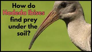 HOW DO HADEDA IBISES FIND PREY UNDER THE SOIL [upl. by Kelcy]