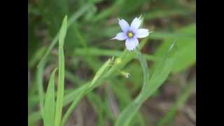 Plant portrait  Blueeyed grass Sisyrinchium angustifolium [upl. by Sirovart]