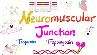 Troponin Tropomyosin TTubules Sarcoplasmic Reticulum and the Neuromuscular junction NMJ [upl. by Arah]