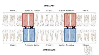 Differences between maxillary amp mandibular premolars [upl. by Ttsepmet]