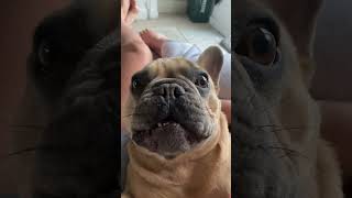 French bulldog barking [upl. by Aem170]