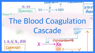 The Blood Coagulation Cascade Intrinsic Extrinsic amp Common Pathways [upl. by Arednaxela742]