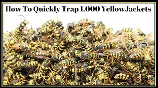 How To Quickly Trap 1000 YellowJackets In Just Hours Mousetrap Monday [upl. by Truc]