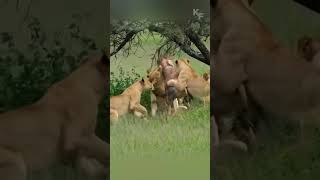 The Fierce Battle Between Lioness and Topi Antelope [upl. by Arhoz788]