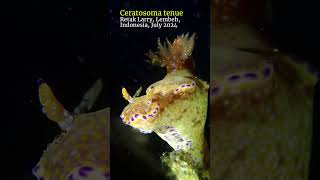 Ceratosoma nudibranch lembeh scubadiving [upl. by Ellahcim]