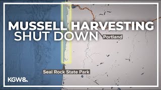 Mussel closure extended across northern coast due to reported illnesses [upl. by Nnaihs]