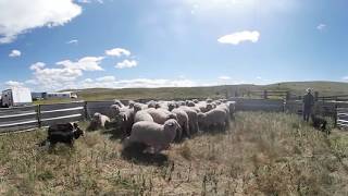 Sheep shearing in Montana 360 video [upl. by Strage]