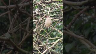 Redbrowed Finch  Penrith Weir  24th Feb 2024 [upl. by Atauqal279]