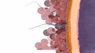 General Embryology  Detailed Animation On Fertilization [upl. by Howard]