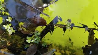 The Life Of Tadpoles tadpoles [upl. by Koeninger]