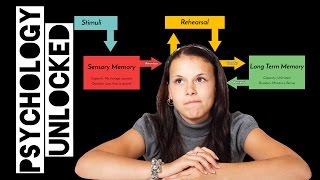 Atkinson amp Shiffrins Multi Store Model of Memory AKA TwoProcess Model  Memory [upl. by Sabino287]