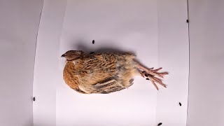 Flesh Eating Beetles VS Japanese Quail Timelapse [upl. by Pokorny]