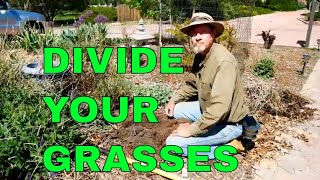 How to Divide and Propagate Ornamental Grass [upl. by Zwiebel342]