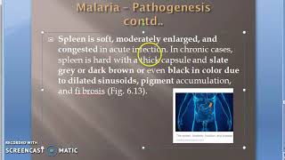 Parasitology 075 h Plasmodium Malaria Pathological Changes Febrile paroxyms Pathogenesis clinical [upl. by Ydner]