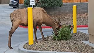 Elk in Tusayan Arizona [upl. by Yi]