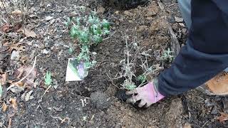 Adding 12 perennials Widening flower bed [upl. by Hillell]