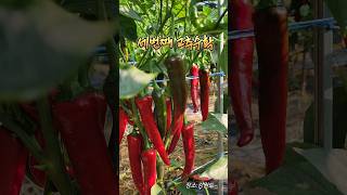 세번째고추수확 50대부부 shortvideo 고추따기건조기 [upl. by Willner846]