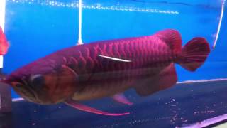 Red Arowana In LFS [upl. by Irah]