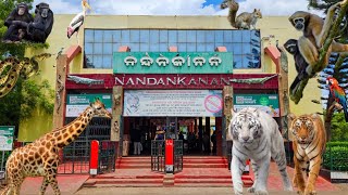 Nandankanan Zoological Park  Nandankanan Bhubaneswar  Nandankanan [upl. by Edvard795]