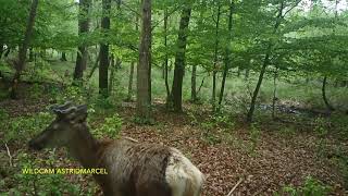 Compilatie Wildcam beelden Veluwe Mei 2021 [upl. by Stoll135]