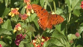 Butterflies and Pollinators [upl. by Januisz]