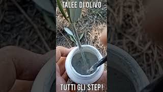 Talee di Olivo tutti i passaggi per realizzarle short [upl. by Llerref270]