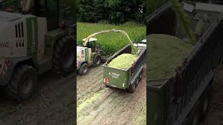 Harvest corn silage with Krone Big X 1100 cornsilage pickle reaper krone shorts viralvideo [upl. by Ahsla282]