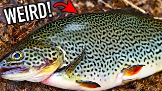 Something WEIRD is Going on with the Trout in West Virginia… WV Trout Fishing [upl. by Nnaaihtnyc160]