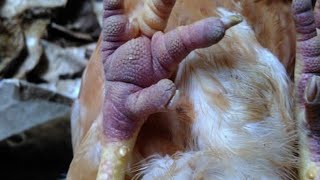 Viral Arthritis in Poultry Tenosynovitis in poultry [upl. by Eltotsira]