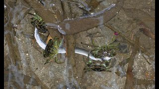 Green shore crab Carcinus maenas feeding on european eel Anguilla anguilla [upl. by Darleen946]