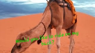 Shall we find out about dromedary camels Are you curiousClick on the description [upl. by Ronnica]