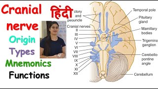 Cranial Nerves in Hindi  Origin  Types  Mnemonics  Functions  RajNEET Medical Education [upl. by Ban]