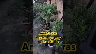 When to spray insecticide garden gardening [upl. by Annmarie622]