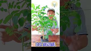 Blue Ternatea benefits [upl. by Glori]