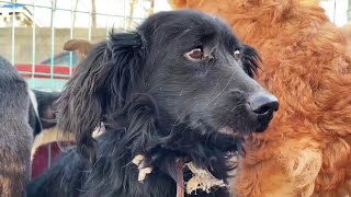 Desperate Dogs Waited For The Death at Slaughterhouse Cant Believe He Was Rescued [upl. by Ruscio]