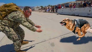 Most Emotional Animals Reunions with Their Owners That Will Melt Your Heart ❤️Best Of Moments [upl. by Avery624]