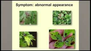 Guidelines for Diagnosing Plant Problems [upl. by Ricki]